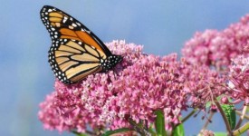 farfalle monarca calo