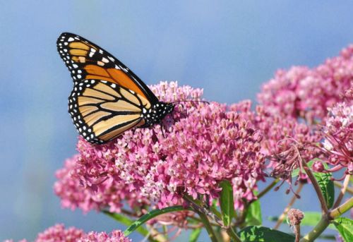 farfalle monarca calo