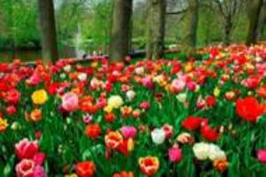 parco floreale olanda