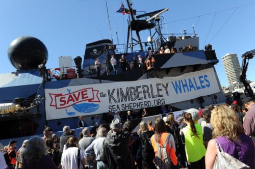 Caccia alle balene ridotta di oltre il 90% quest'anno secondo Sea Shepherd