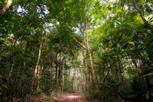 Deforestazione, in Amazzonia raggiunge +26%