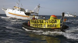 greenpeace sicilia pesca acciughe