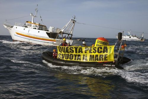 Greenpeace in Sicilia contro la pesca di acciughe