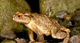 fauna urbana gallery