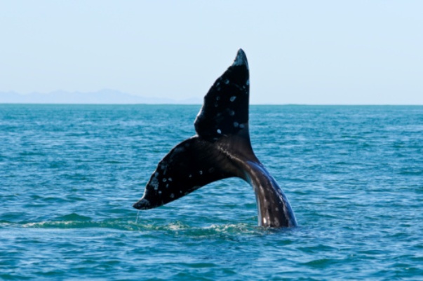 caccai balene islanda