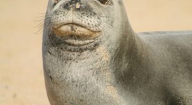 foca monaca sicilia