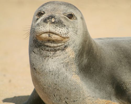 La foca monaca torna in Sicilia dopo 40 anni