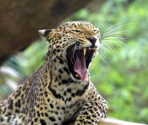 estinto leopardo asiatico
