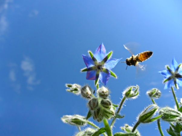pesticidi bando agricoltura morte api