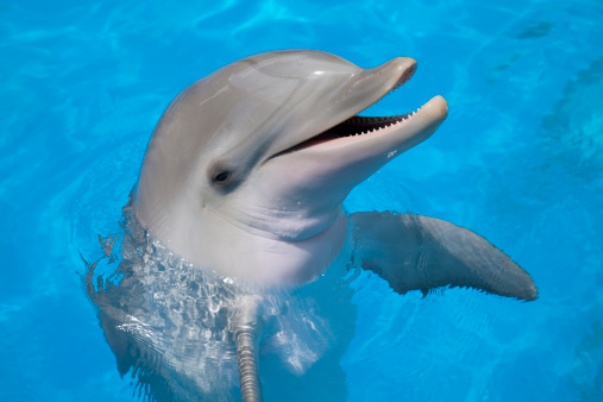 Delfino morto per troppe foto, accade in Cina