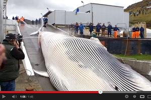 La caccia alle balene ricomincia in Islanda, arriva la prima vittima