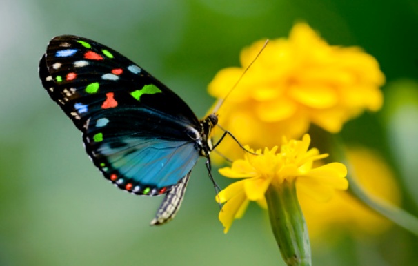 farfalla rischio estinzione