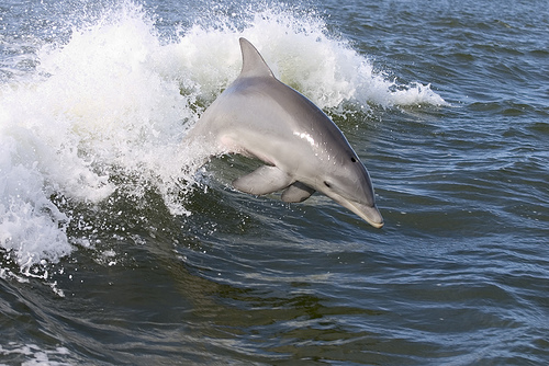 Corea, il delfino Sampal evade dall'acquario e torna nel branco