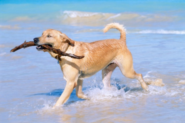  Animali al mare: cani e cuccioli divertenti (gallery)