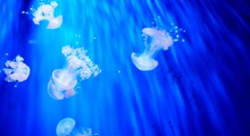 Pelagia noctiluca meduse 2013