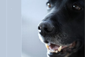 Cani contro il cancro, la ricerca punta anche sull'odore