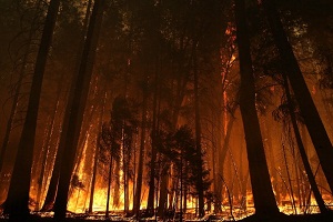 Incendio in California, brucia il parco Yosemite, è disastro
