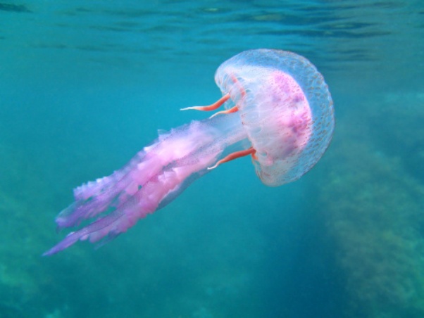 meduse mediterraneo reti puglia