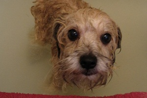 Animali, shampoo per cani a base di prodotti naturali
