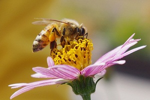 Pesticidi killer, Greenpeace e apicoltori contro Syngenta e Bayer