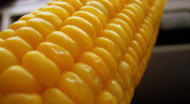 No OGM, in Friuli Venezia Giulia emessa ordinanza per la rimozione delle colture