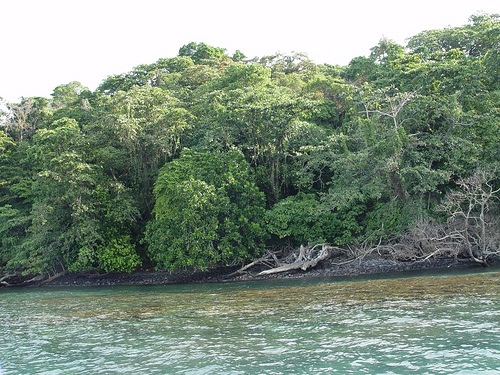 isole della sonda - foreste da salvare
