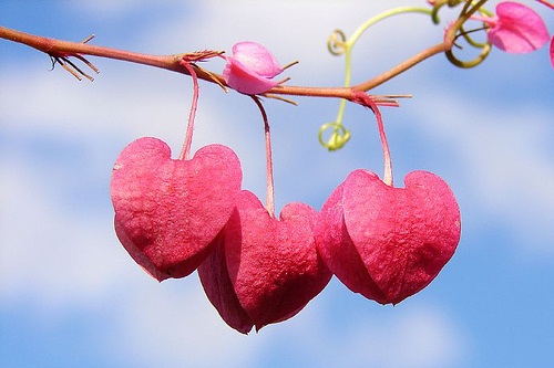 San Valentino 2015, idee regalo green