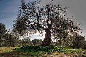 xylella fastidiosa salento pesticidi