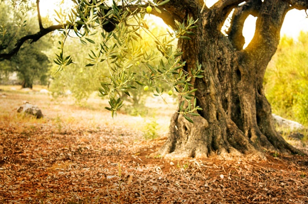 Old olive tree