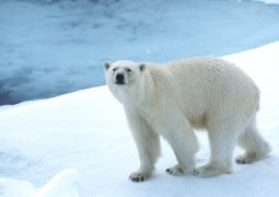 Artico Orso Polare