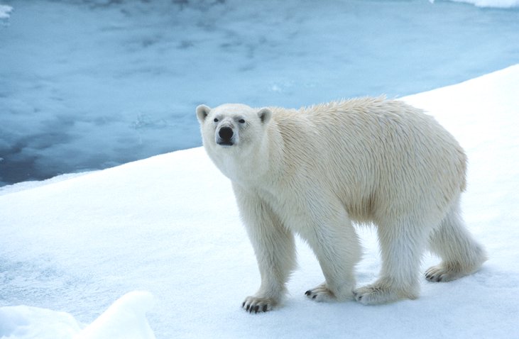 Artico Orso Polare