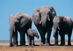 Elefanti Africani