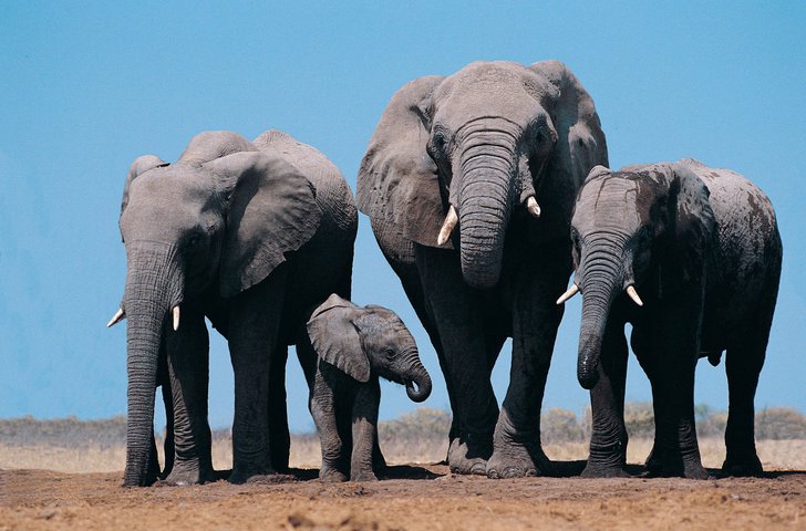 Kenya: bracconieri uccidono raro esemplare di elefante con zanne giganti