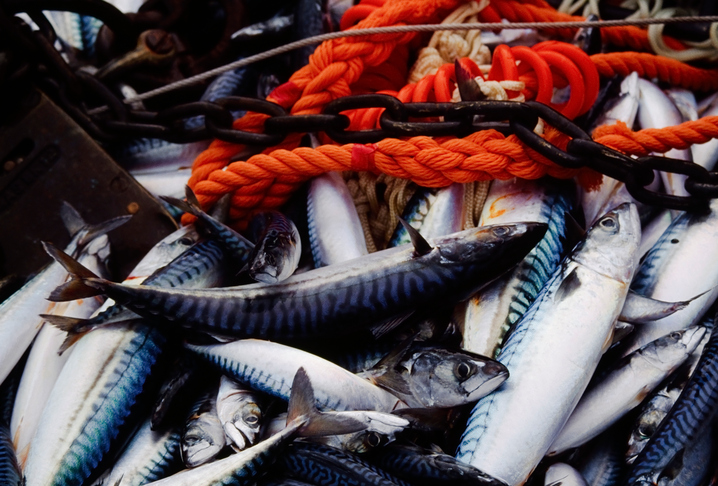 Mercurio nei pesci 7 volte in più: è colpa del cambiamento climatico
