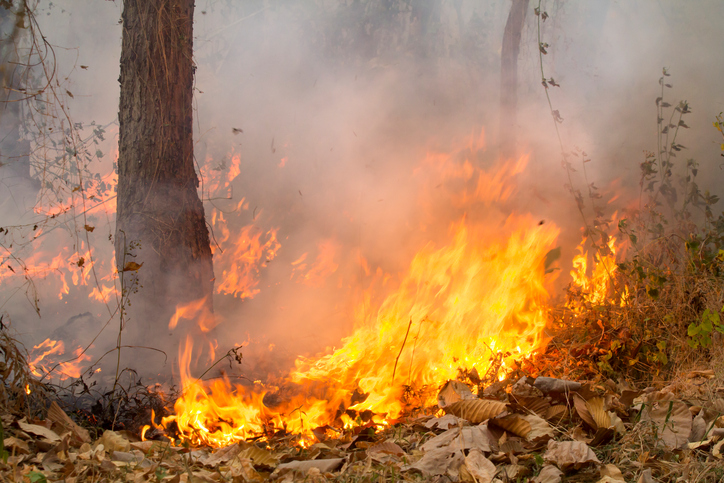 Aumenteranno gli incendi boschivi: è tutta colpa del cambiamento climatico