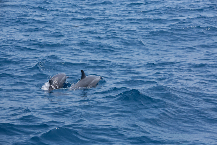Buone notizie per il cetaceo vaquita: misure d'emergenza per la sua protezione