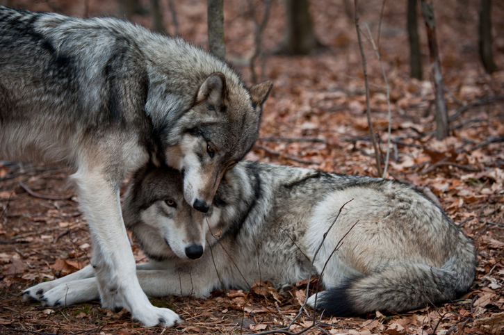Wolf day, la giornata dedicata al lupo