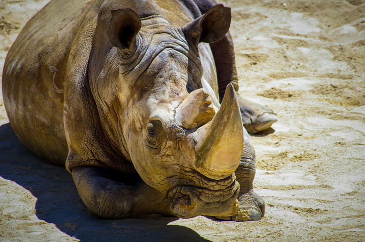 E' morto uno degli ultimi tre rinoceronti di Sumatra in Malesia