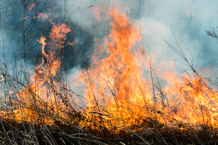 LIPU: gli incendi boschivi dell'estate 2017 minacciano anche la fauna selvatica