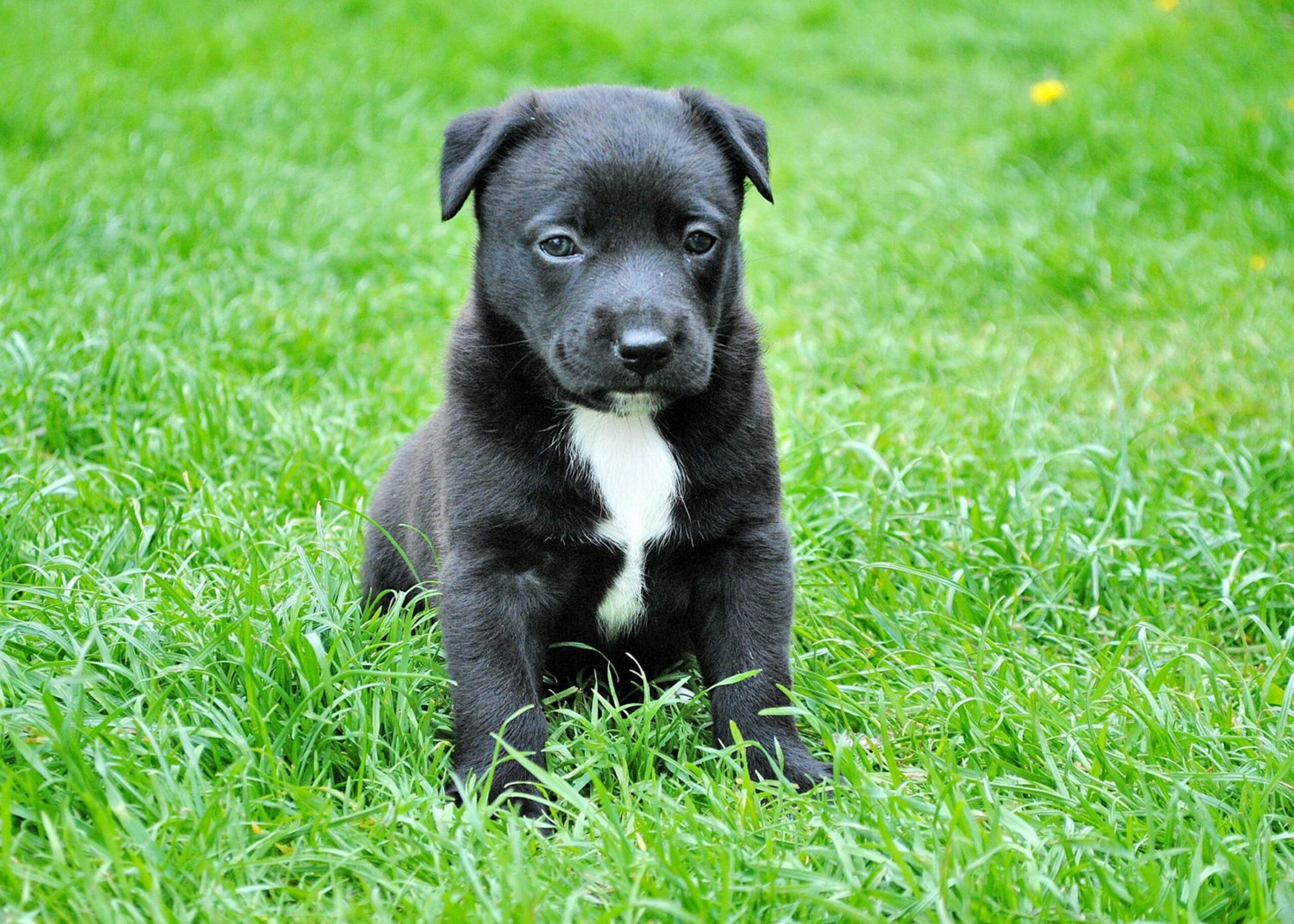 Educazione nei cuccioli