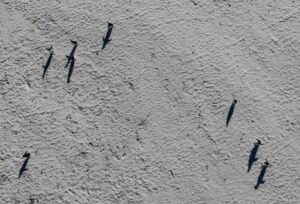 riscaldamento della superficie antartica