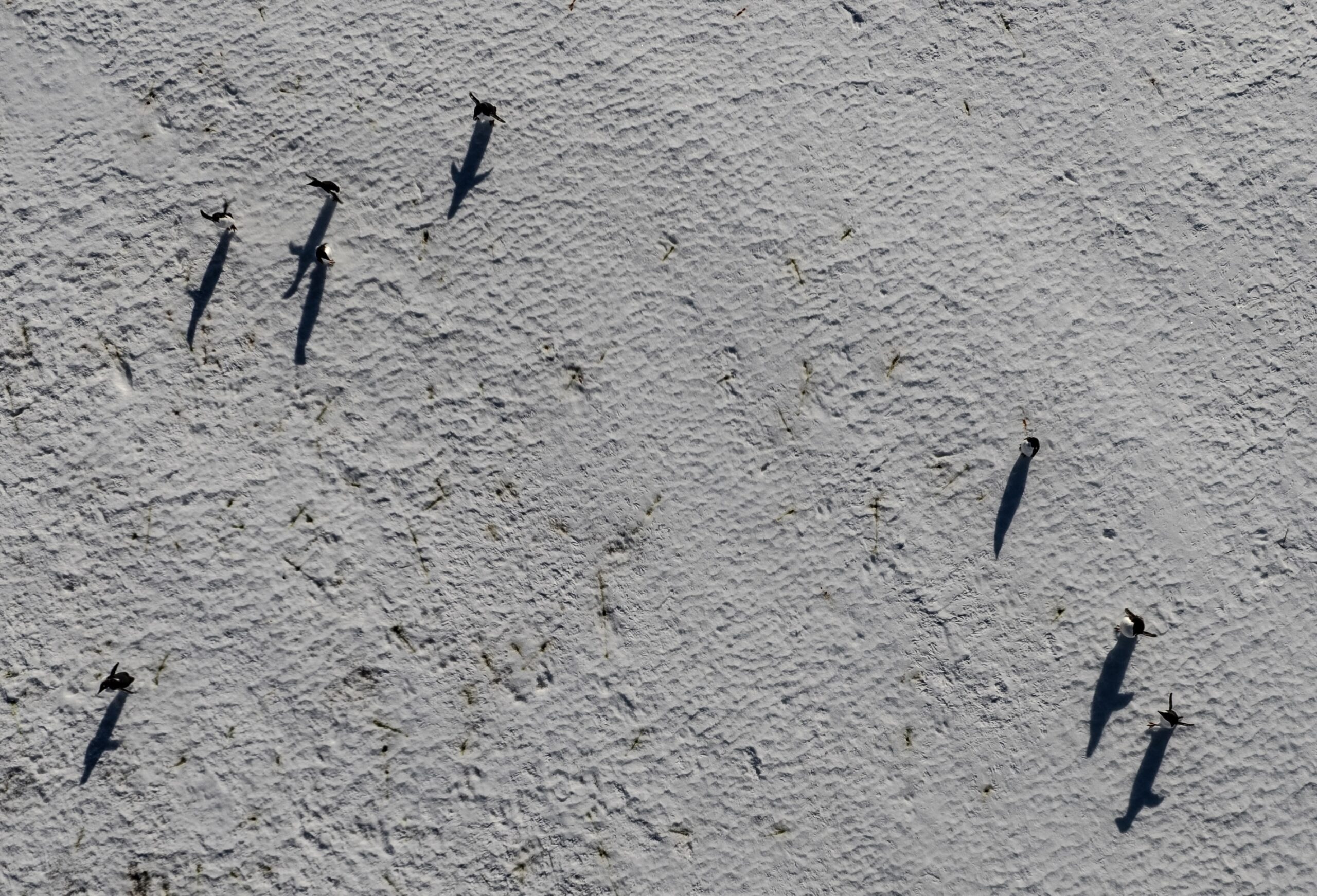 riscaldamento della superficie antartica