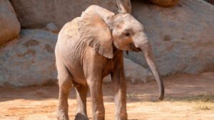 elefante